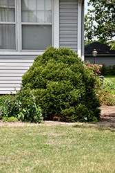 Dwarf Globe Japanese Cedar (Cryptomeria japonica 'Globosa Nana') at Lakeshore Garden Centres