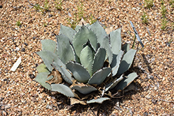 J.C. Raulston Agave (Agave parryi 'J.C. Raulston') at Stonegate Gardens