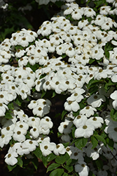 Hyperion Flowering Dogwood (Cornus 'KF111-1') at Stonegate Gardens