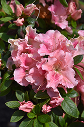 ReBLOOM Blush Elegance Azalea (Rhododendron 'RLH1-12PO') at Stonegate Gardens
