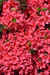 Johanna Azalea (Rhododendron 'Johanna') at Stonegate Gardens