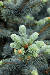 Avatar Blue Spruce (Picea pungens 'Avatar') at The Mustard Seed