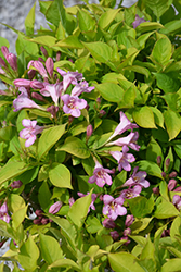 Snippet Lime Reblooming Weigela (Weigela florida 'VUKOZ047213') at Lakeshore Garden Centres
