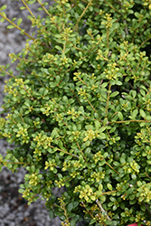 Schwoebel's Compact Japanese Holly (Ilex crenata 'Schwoebel Compacta') at Stonegate Gardens