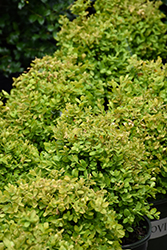 Petite Pillar Boxwood (Buxus sempervirens 'MonAlex') at Stonegate Gardens