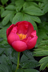 Scarlet O'Hara Peony (Paeonia 'Scarlet O'Hara') at Lakeshore Garden Centres