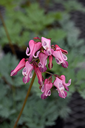 Pink Diamonds Fern-leaved Bleeding Heart (Dicentra 'Pink Diamonds') at Lakeshore Garden Centres