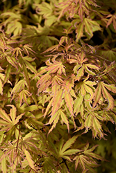 Metamorphosa Japanese Maple (Acer palmatum 'ARJOS1') at Stonegate Gardens