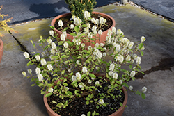 Legend Of The Small Fothergilla (Fothergilla 'NCFI1') at Lakeshore Garden Centres