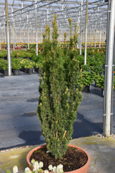 Stonehenge Skinny Yew (Taxus x media 'SMNTHDPF') at A Very Successful Garden Center