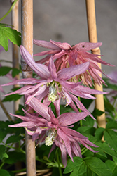 Sparky Pink Clematis (Clematis 'Zocoro') at Stonegate Gardens