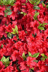Perfecto Mundo Red Reblooming Azalea (Rhododendron 'NCRX8') at Stonegate Gardens