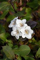 Wine & Spirits Weigela (Weigela florida 'SMNWFGC') at Lakeshore Garden Centres