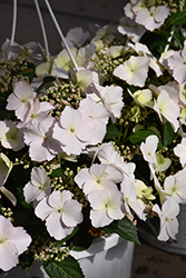 Fairytrail Bride Cascade Hydrangea (Hydrangea 'USHYD0405') at Lakeshore Garden Centres