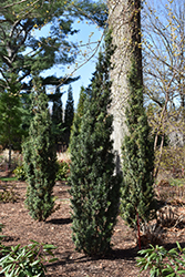 Stonehenge Skinny Yew (Taxus x media 'SMNTHDPF') at Lakeshore Garden Centres