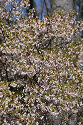 Kojo No Mai Fuji Cherry (Prunus incisa 'Kojo No Mai') at Lakeshore Garden Centres