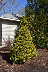 Soft Serve Gold Falsecypress (Chamaecyparis pisifera 'FARROWCGMS') at Lakeshore Garden Centres