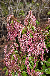 Interstella Lily of the Valley Shrub (Pieris japonica 'FARROWPJRF') at Lakeshore Garden Centres