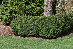 North Star Boxwood (Buxus sempervirens 'Katerberg') at Stonegate Gardens