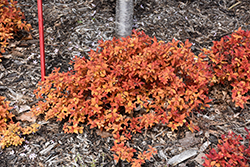 Double Play Candy Corn Spirea (Spiraea japonica 'NCSX1') at Lakeshore Garden Centres
