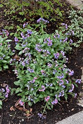 Pretty In Pink Lungwort (Pulmonaria 'Pretty In Pink') at A Very Successful Garden Center