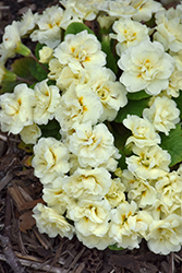 BELARINA CREAM Primrose (Primula vulgaris 'Kerbelcrem') at Stonegate Gardens