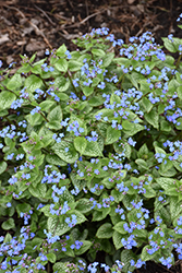 Sterling Silver Bugloss (Brunnera macrophylla 'Sterling Silver') at A Very Successful Garden Center