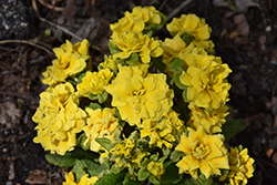 Prima Belarina Spring Sun Primrose (Primula vulgaris 'Kerbelsun') at Stonegate Gardens