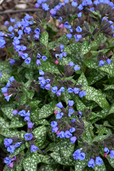 Pink-A-Blue Lungwort (Pulmonaria 'Pink-A-Blue') at Stonegate Gardens