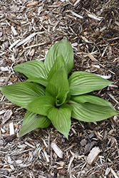First Blush Hosta (Hosta 'First Blush') at Lakeshore Garden Centres