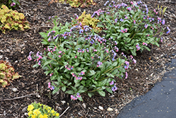 Pretty In Pink Lungwort (Pulmonaria 'Pretty In Pink') at Lakeshore Garden Centres