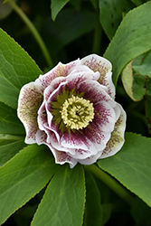 Wedding Party Confetti Cake Hellebore (Helleborus 'Confetti Cake') at Lakeshore Garden Centres