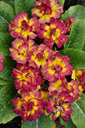 BELARINA NECTARINE Primrose (Primula vulgaris 'Kerbelnec') at Wallitsch Nursery And Garden Center