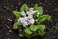 BELARINA PINK ICE Primrose (Primula vulgaris 'Kerbelpice') at Lakeshore Garden Centres