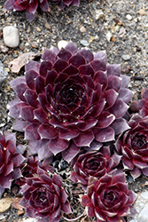 Peggy Hens And Chicks (Sempervivum 'Peggy') at Stonegate Gardens
