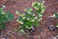 Honeymoon Rio Carnival Hellebore (Helleborus 'Rio Carnival') at Lakeshore Garden Centres