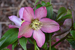 Rosemary Hellebore (Helleborus 'Walhero') at Lakeshore Garden Centres