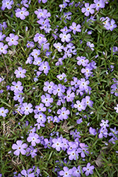 Rocky Road Periwinkle Phlox (Phlox 'Rocky Road Periwinkle') at Stonegate Gardens