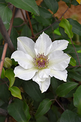 Boulevard Kitty Clematis (Clematis 'Evipo097') at Stonegate Gardens