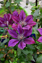 Picardy Clematis (Clematis 'Evipo024') at Stonegate Gardens