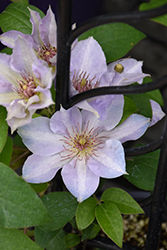 Tranquilite Clematis (Clematis 'Evipo111') at Stonegate Gardens