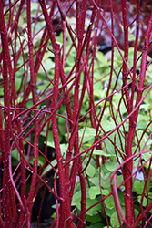 Bailey Red-Twig Dogwood (Cornus baileyi) at Stonegate Gardens