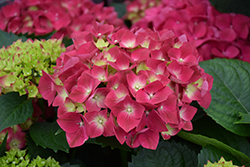 Cherry-Go-Round Hydrangea (Hydrangea macrophylla 'Hokomaburloc') at Lakeshore Garden Centres