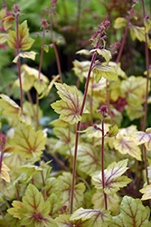 Circus Coral Bells (Heuchera 'Circus') at Lakeshore Garden Centres