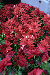 Morgana Red Chrysanthemum (Chrysanthemum 'Morgana Red') at Stonegate Gardens