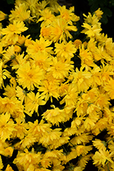 Gold Riot Yellow Chrysanthemum (Chrysanthemum 'Gold Riot Yellow') at Stonegate Gardens