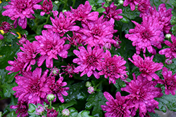 Wanda Purple Chrysanthemum (Chrysanthemum 'Wanda Purple') at Stonegate Gardens