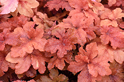 Peachberry Ice Coral Bells (Heuchera 'Peachberry Ice') at Lakeshore Garden Centres
