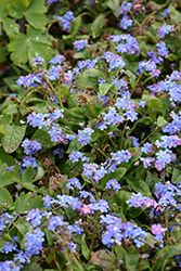 Victoria Blue Forget-Me-Not (Myosotis sylvatica 'Victoria Blue') at A Very Successful Garden Center