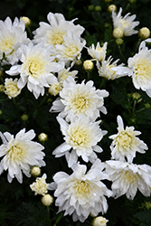Alpine White Chrysanthemum (Chrysanthemum 'Zanmulpine') at Stonegate Gardens